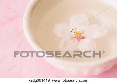 Stock Photo - Cherry blossom floating in a cup. Fotosearch