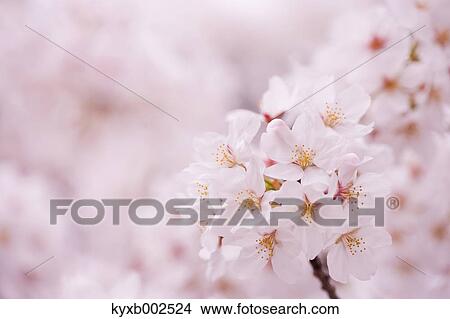 Picture - Cherry Blossoms. Fotosearch