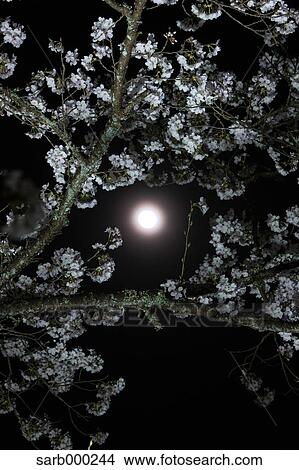 Picture - Cherry blossoms. Fotosearch