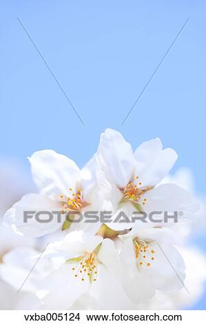 Cherry Blossoms View Large Photo Image Picture - Cherry Blossoms. Fotosearch