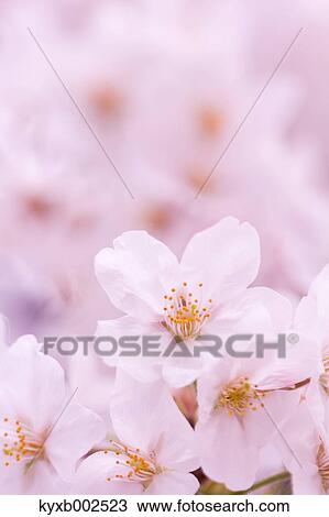 Stock Image - Cherry Blossoms. Fotosearch