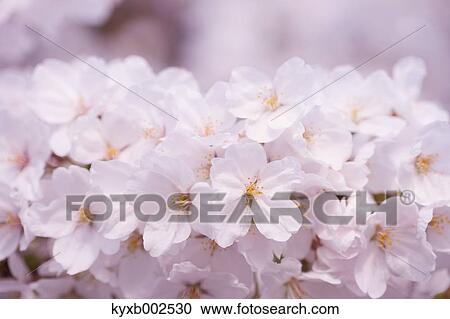 Stock Image - Cherry Blossoms. Fotosearch