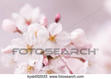 Cherry Blossoms View Large Photo Image Stock Image - Cherry Blossoms. Fotosearch