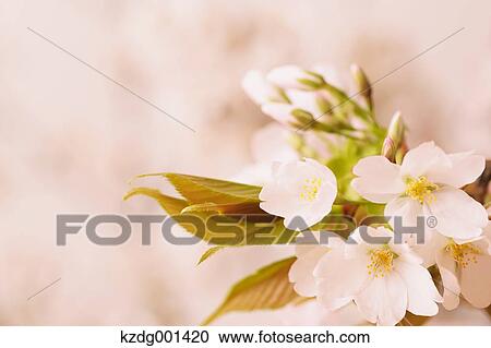 Cherry blossoms View Large Photo Image Stock Image - Cherry blossoms. Fotosearch