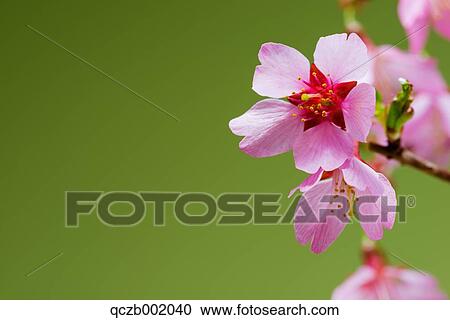 Stock Image - Cherry Blossoms. Fotosearch