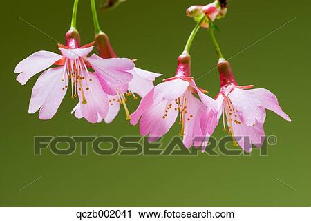 Cherry Blossoms View Large Photo Image Stock Image - Cherry Blossoms. Fotosearch