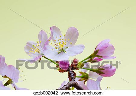 Cherry Blossoms View Large Photo Image Stock Image - Cherry Blossoms. Fotosearch