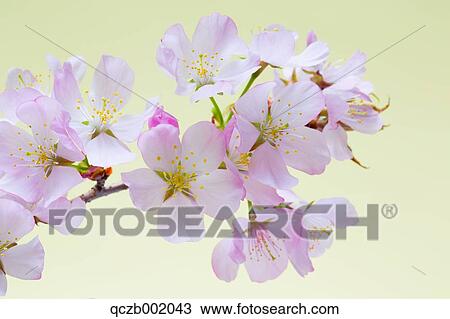 Cherry Blossoms View Large Photo Image Stock Image - Cherry Blossoms. Fotosearch