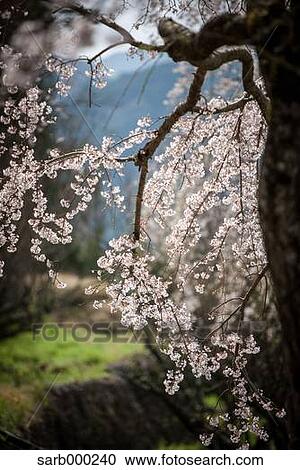 Stock Image - Cherry blossoms. Fotosearch
