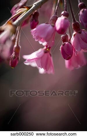 Stock Image - Cherry Blossoms. Fotosearch