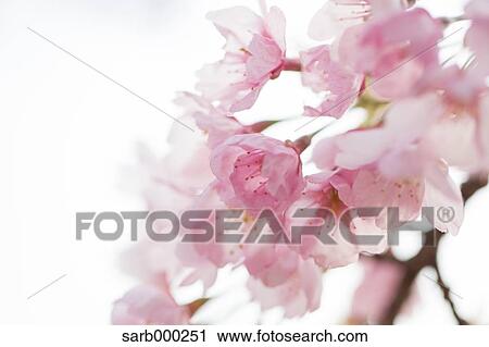 Stock Image - Cherry blossoms. Fotosearch