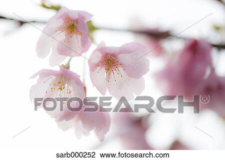 Stock Image - Cherry blossoms. Fotosearch
