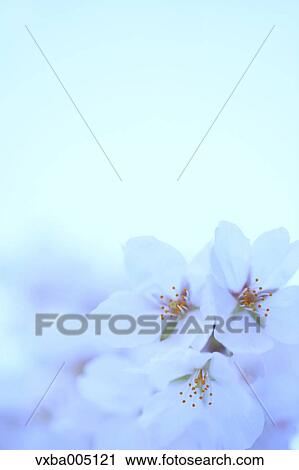 Cherry Blossoms View Large Photo Image Stock Image - Cherry Blossoms. Fotosearch