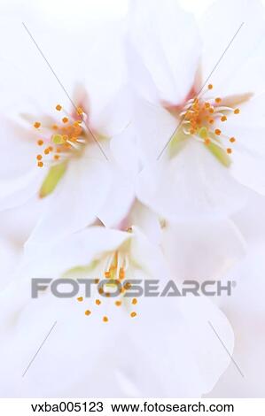 Cherry Blossoms View Large Photo Image Stock Image - Cherry Blossoms. Fotosearch