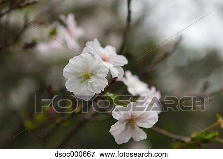 Cherry blossoms View Large Photo Image Stock Photo - Cherry blossoms. Fotosearch