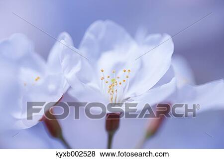 Stock Photo - Cherry Blossoms. Fotosearch