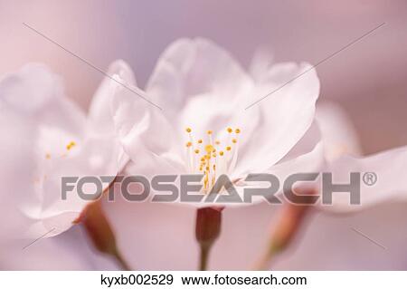 Stock Photo - Cherry Blossoms. Fotosearch