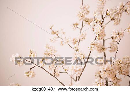 Stock Photo - Cherry blossoms. Fotosearch