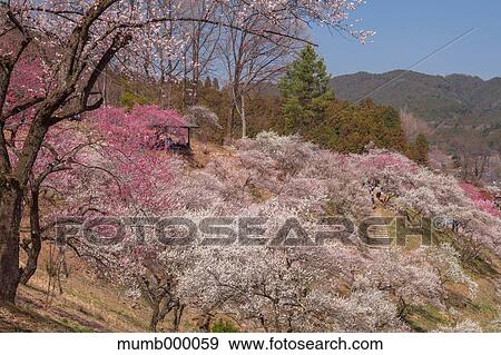 Cherry Blossoms View Large Photo Image Stock Photo - Cherry Blossoms. Fotosearch