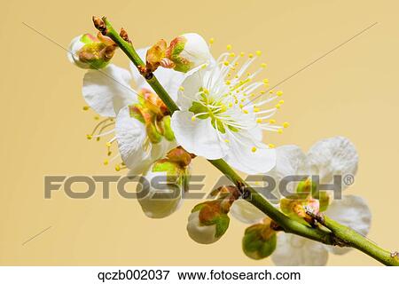 Cherry Blossoms View Large Photo Image Stock Photo - Cherry Blossoms. Fotosearch