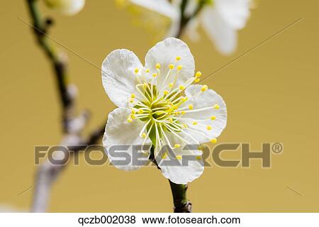 Cherry Blossoms View Large Photo Image Stock Photo - Cherry Blossoms. Fotosearch