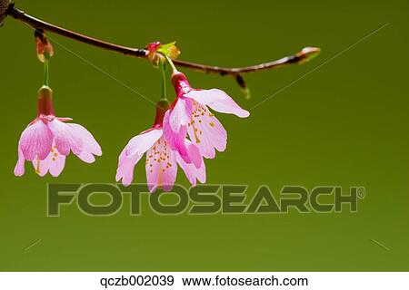 Stock Photo - Cherry Blossoms. Fotosearch