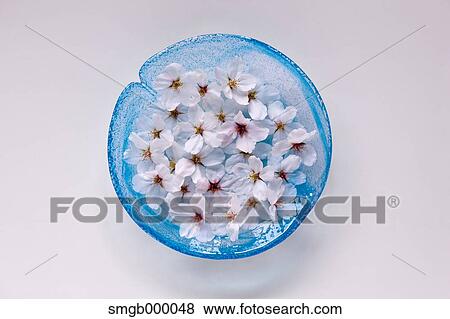 Stock Photo - Cherry blossoms. Fotosearch