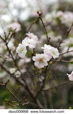 Cherry blossoms View Large Photo Image Stock Photograph - Cherry blossoms. Fotosearch