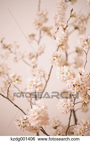 Stock Photograph - Cherry blossoms. Fotosearch