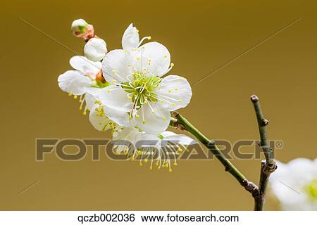 Cherry Blossoms View Large Photo Image Stock Photograph - Cherry Blossoms. Fotosearch