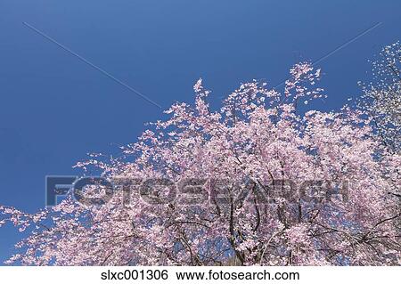 Stock Photograph - Cherry Blossoms. Fotosearch