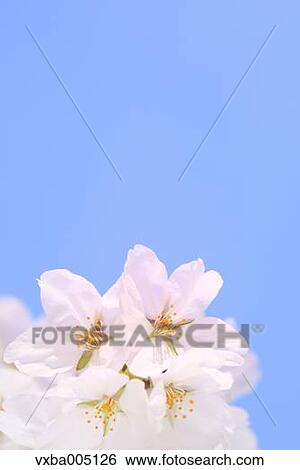 Cherry Blossoms View Large Photo Image Stock Photograph - Cherry Blossoms. Fotosearch