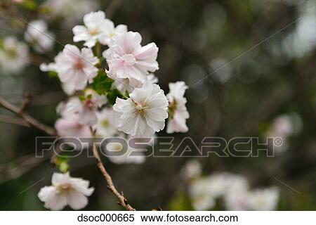Cherry blossoms View Large Photo Image Stock Photography - Cherry blossoms. Fotosearch
