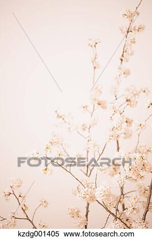 Stock Photography - Cherry blossoms. Fotosearch