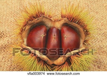 Chestnuts View Large Photo Image Picture - Chestnuts. Fotosearch