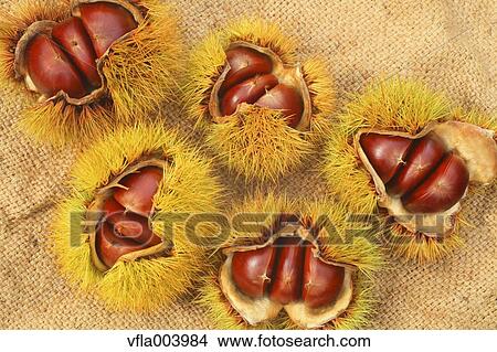 Chestnuts View Large Photo Image Picture - Chestnuts. Fotosearch