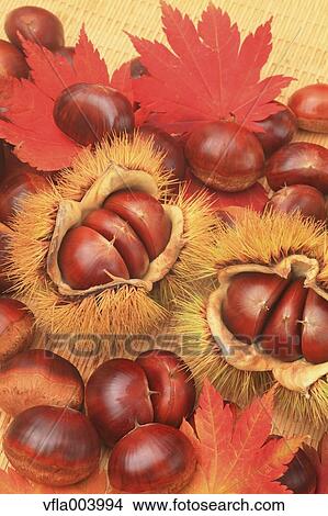 Chestnuts View Large Photo Image Picture - Chestnuts. Fotosearch
