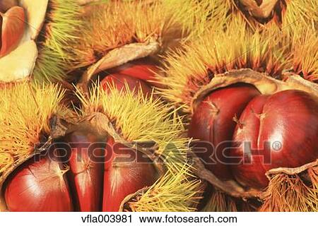 Chestnuts View Large Photo Image Stock Image - Chestnuts. Fotosearch