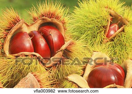 Chestnuts View Large Photo Image Stock Image - Chestnuts. Fotosearch