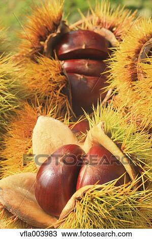 Chestnuts View Large Photo Image Stock Image - Chestnuts. Fotosearch