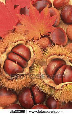 Chestnuts View Large Photo Image Stock Image - Chestnuts. Fotosearch