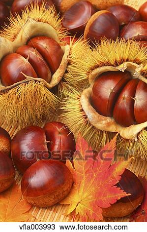 Chestnuts View Large Photo Image Stock Image - Chestnuts. Fotosearch