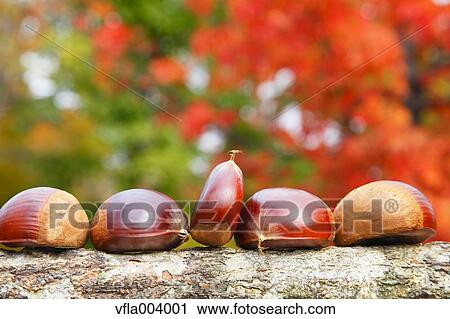 Chestnuts View Large Photo Image Stock Image - Chestnuts. Fotosearch