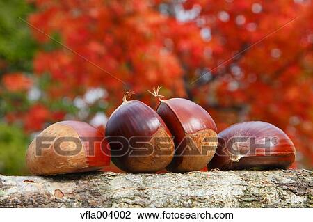 Chestnuts View Large Photo Image Stock Image - Chestnuts. Fotosearch