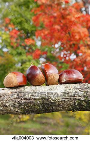 Chestnuts View Large Photo Image Stock Image - Chestnuts. Fotosearch