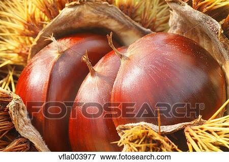 Chestnuts View Large Photo Image Stock Photo - Chestnuts. Fotosearch