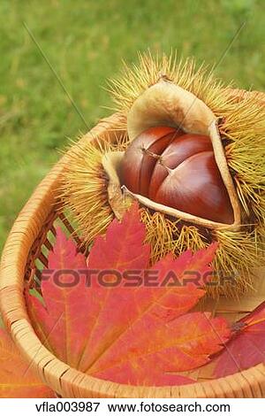 Chestnuts View Large Photo Image Stock Photo - Chestnuts. Fotosearch