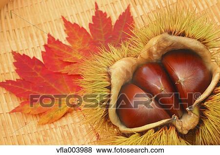 Stock Photo - Chestnuts. Fotosearch