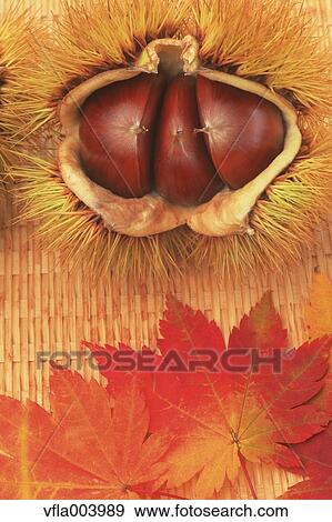 Chestnuts View Large Photo Image Stock Photo - Chestnuts. Fotosearch