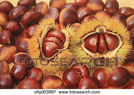 Chestnuts View Large Photo Image Stock Photo - Chestnuts. Fotosearch